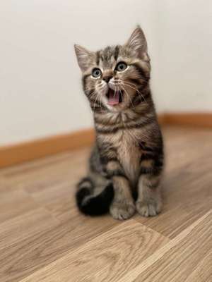 Foto's und Hundemodels-Beitrag-Bild