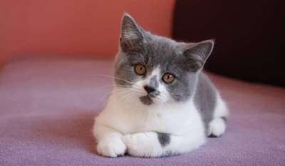 Foto's und Hundemodels-Beitrag-Bild