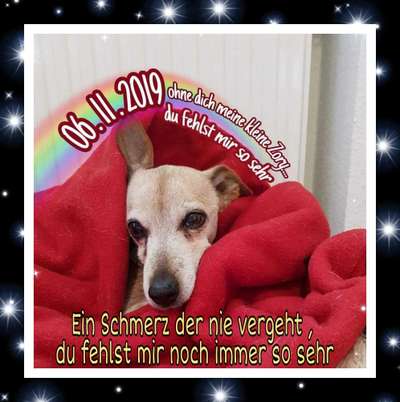 Unsere Fellnasen im Regenbogenland-Beitrag-Bild