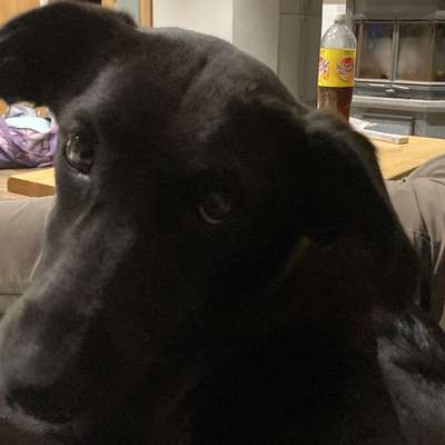 Hundetreffen-Gemeinsames Gassi gehen und spielen-Bild