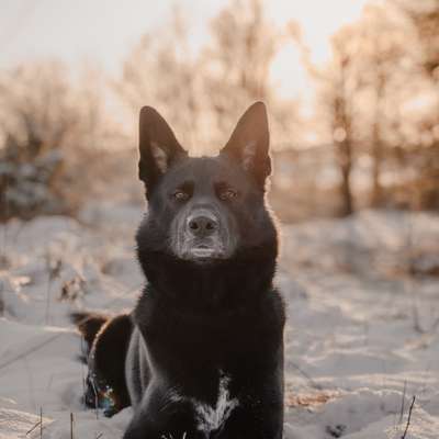 Hundetreffen-Hundefreunde in Fellbach und Umgebung-Bild