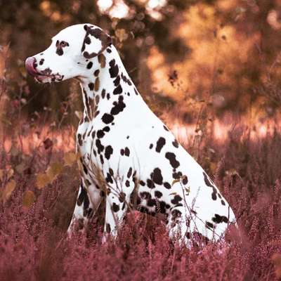 Hundetreffen-Spazieren und Spielen-Bild