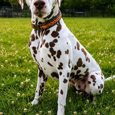 Hundetreffen-Regelmäßige Spaziergänge-Bild