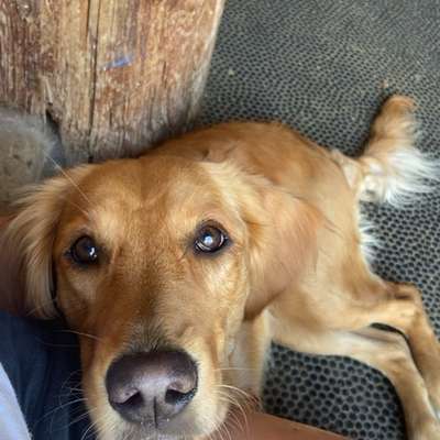 Hundetreffen-Gemeinsames Spazierengehen-Bild