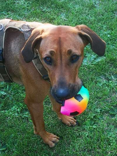 Rhodesian Ridgeback-Beitrag-Bild