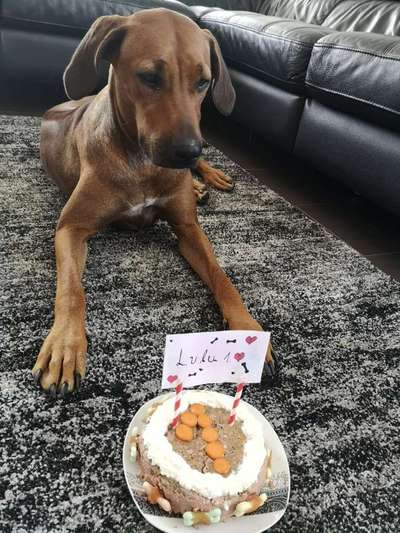 Rhodesian Ridgeback-Beitrag-Bild