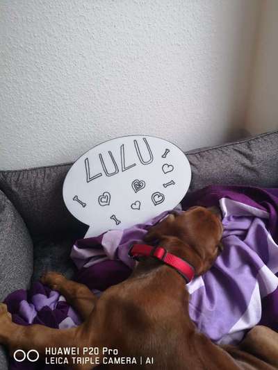 Rhodesian Ridgeback-Beitrag-Bild