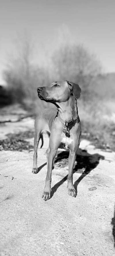 Rhodesian Ridgeback-Beitrag-Bild