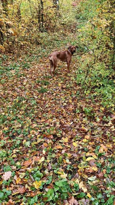 Rhodesian Ridgeback-Beitrag-Bild