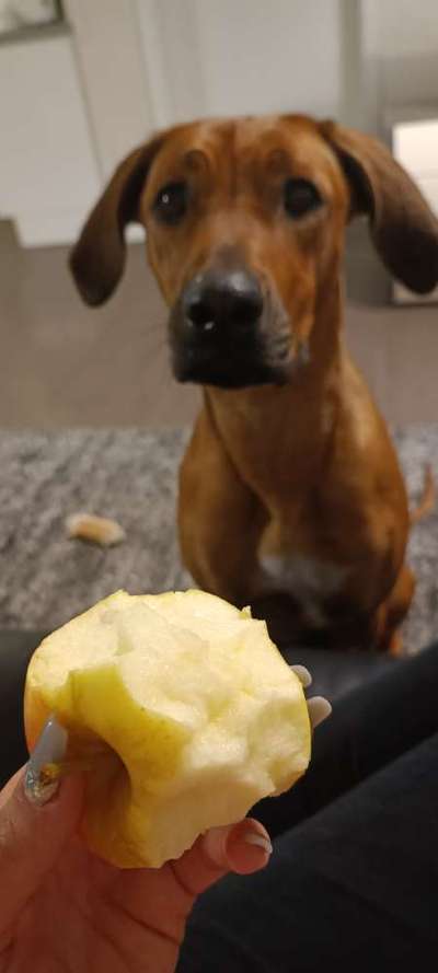 Rhodesian Ridgeback-Beitrag-Bild