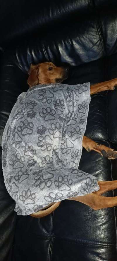 Rhodesian Ridgeback-Beitrag-Bild