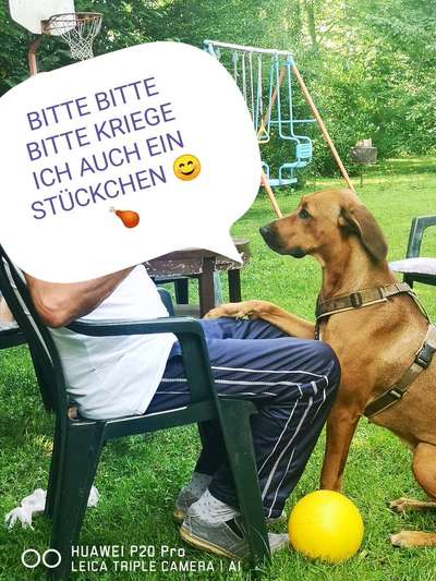 Hundetreffen-Gassirunde und spielen.-Bild