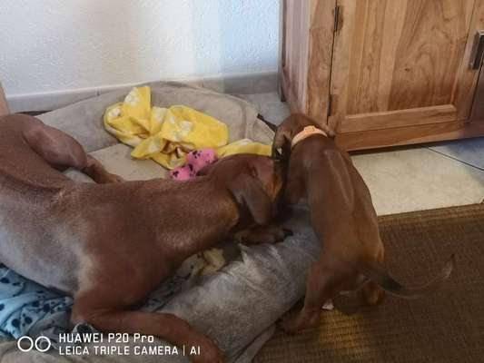 Rhodesian Ridgeback-Beitrag-Bild