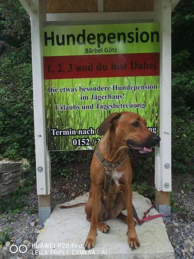 Rhodesian Ridgeback-Beitrag-Bild