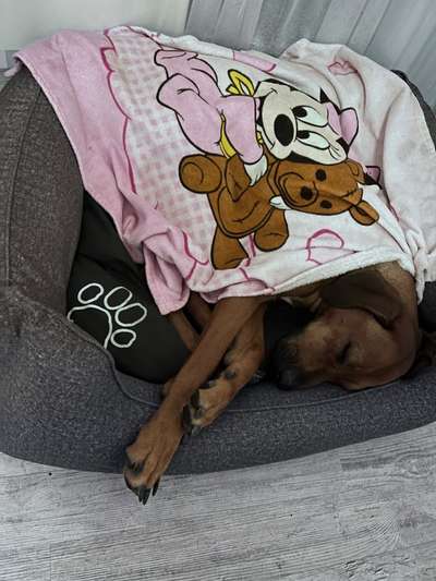 Rhodesian Ridgeback-Beitrag-Bild