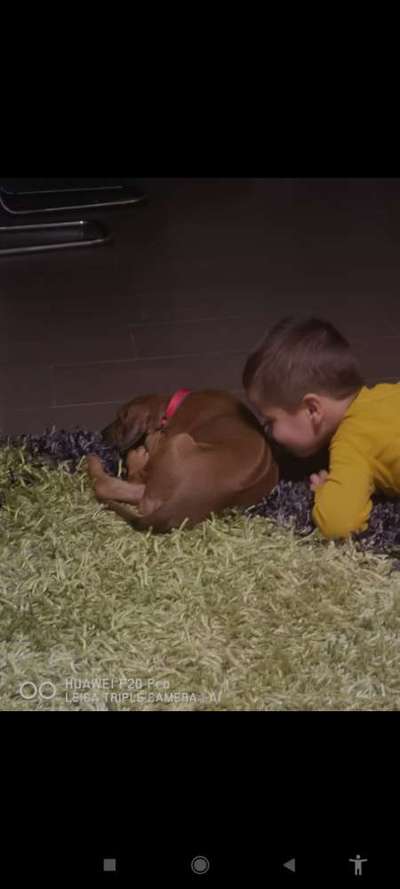 Rhodesian Ridgeback-Beitrag-Bild