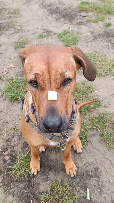 Rhodesian Ridgeback-Beitrag-Bild