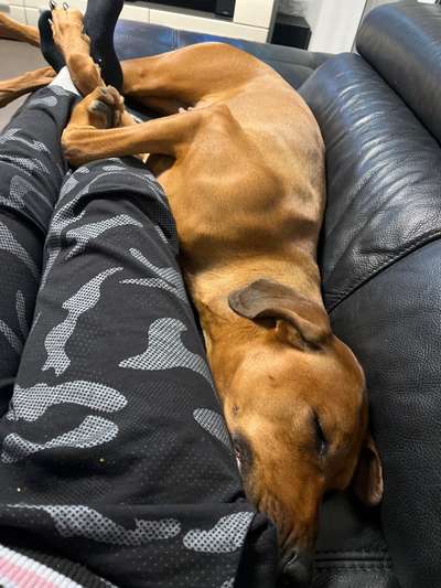 Rhodesian Ridgeback-Beitrag-Bild