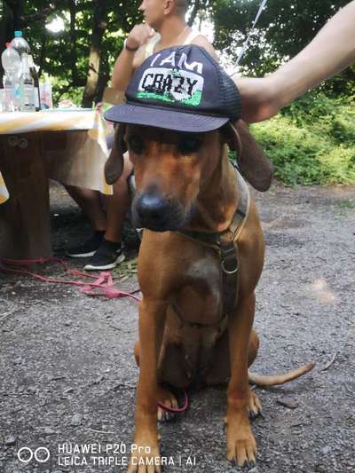 Rhodesian Ridgeback-Beitrag-Bild