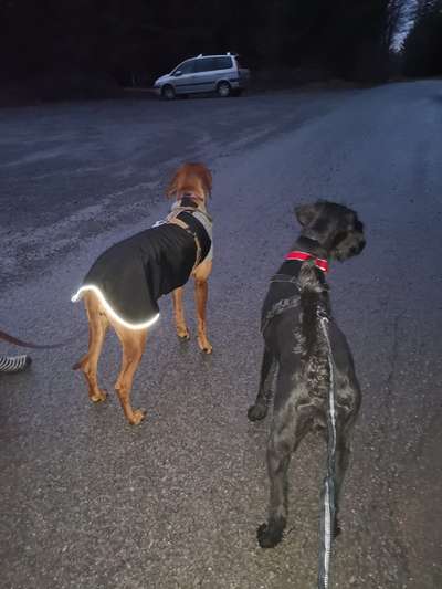 Rhodesian Ridgeback-Beitrag-Bild