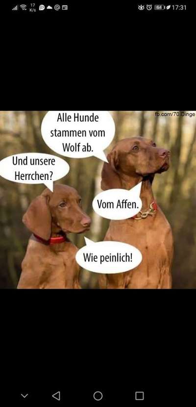 Rhodesian Ridgeback-Beitrag-Bild