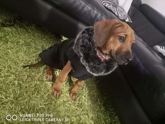 Rhodesian Ridgeback-Beitrag-Bild