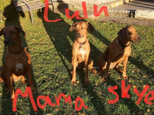 Rhodesian Ridgeback-Beitrag-Bild