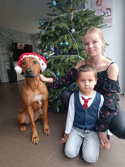 Rhodesian Ridgeback-Beitrag-Bild