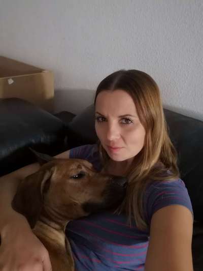 Rhodesian Ridgeback-Beitrag-Bild