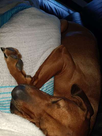 Rhodesian Ridgeback-Beitrag-Bild