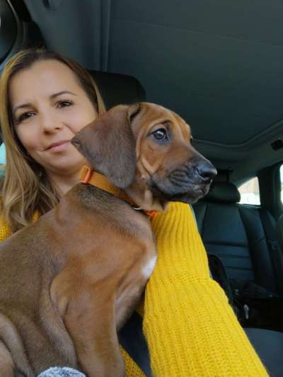 Rhodesian Ridgeback-Beitrag-Bild