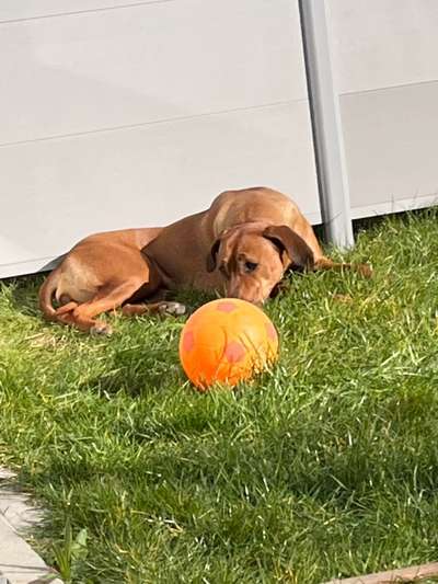 Rhodesian Ridgeback-Beitrag-Bild
