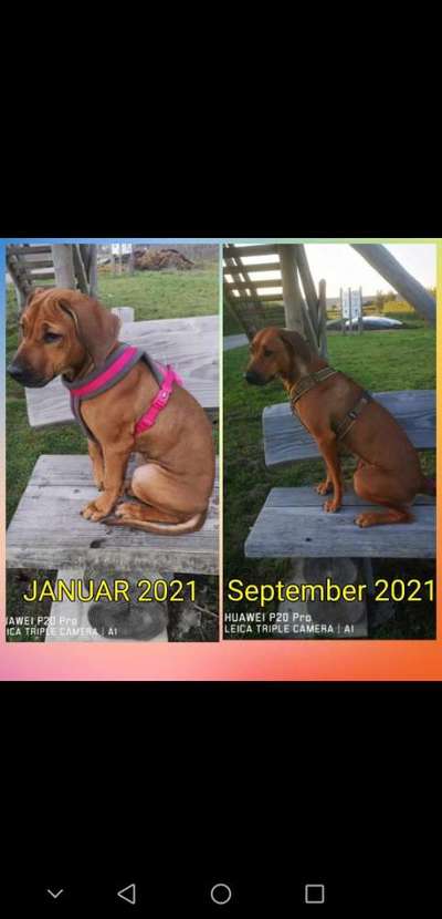 Rhodesian Ridgeback-Beitrag-Bild