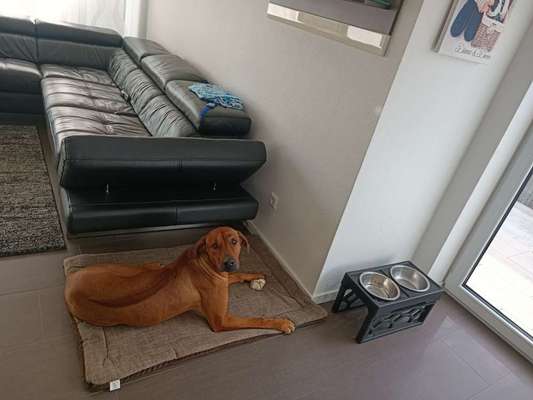 Rhodesian Ridgeback-Beitrag-Bild