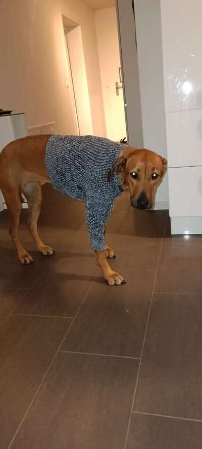 Rhodesian Ridgeback-Beitrag-Bild