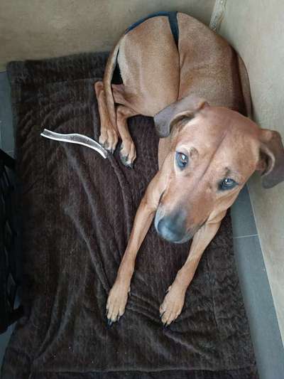 Rhodesian Ridgeback-Beitrag-Bild