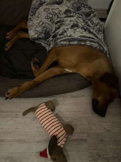 Rhodesian Ridgeback-Beitrag-Bild
