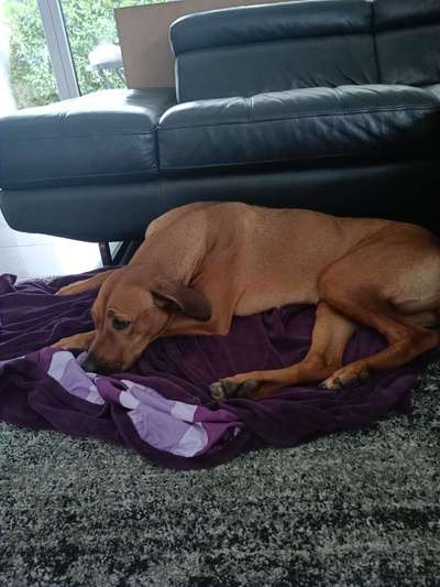 Rhodesian Ridgeback-Beitrag-Bild