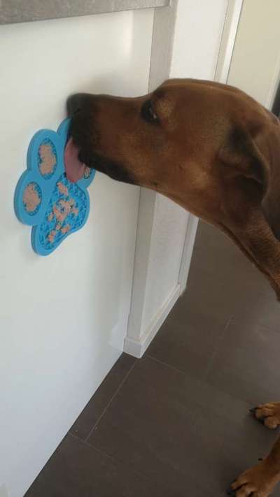 Rhodesian Ridgeback-Beitrag-Bild