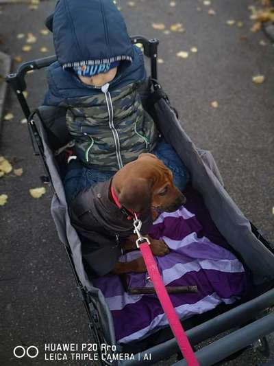 Rhodesian Ridgeback-Beitrag-Bild