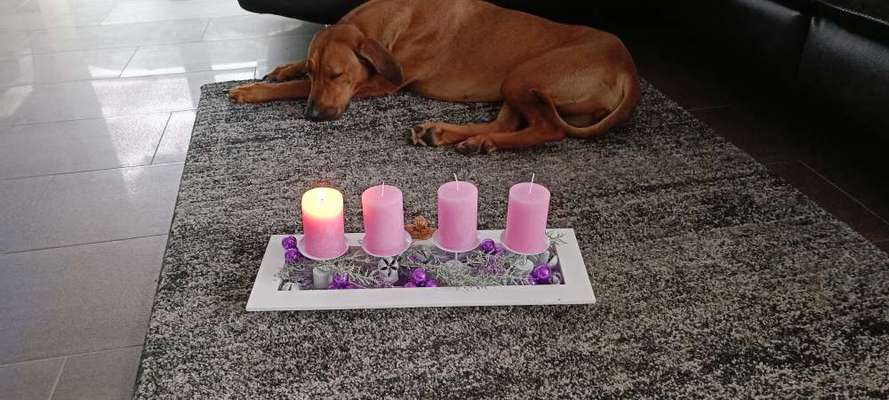 Rhodesian Ridgeback-Beitrag-Bild