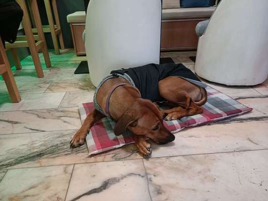 Rhodesian Ridgeback-Beitrag-Bild