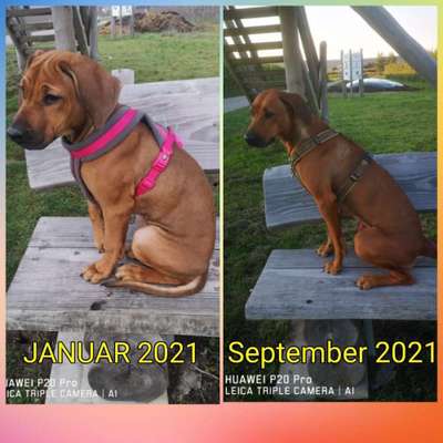 Rhodesian Ridgeback-Beitrag-Bild