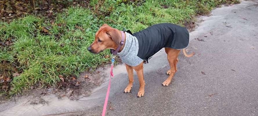 Rhodesian Ridgeback-Beitrag-Bild