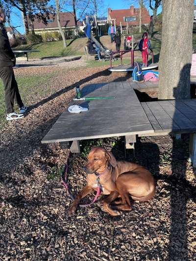 Rhodesian Ridgeback-Beitrag-Bild