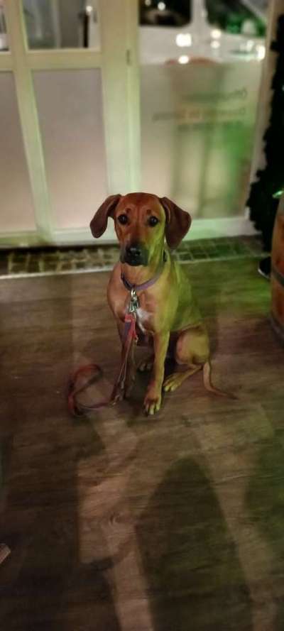 Zeichnungen eurer Hunde-Beitrag-Bild