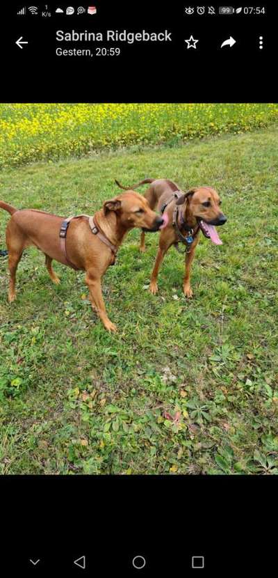 Rhodesian Ridgeback-Beitrag-Bild