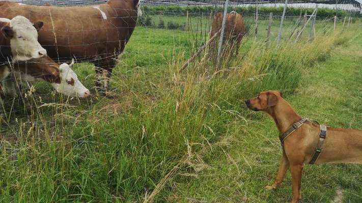 Rhodesian Ridgeback-Beitrag-Bild