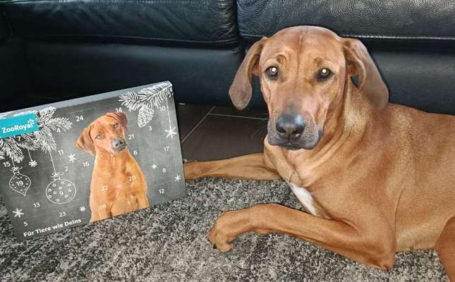 Rhodesian Ridgeback-Beitrag-Bild