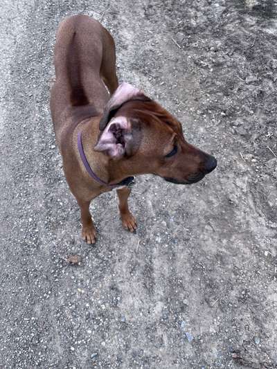 Rhodesian Ridgeback-Beitrag-Bild